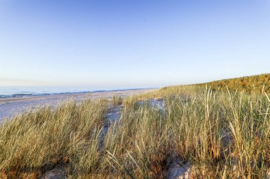 Deniz kenarı bitkileri. Kıyı bölgesindeki kum tepelerinde güzel otlar. Baltık Denizi, Slajszewo, Polonya