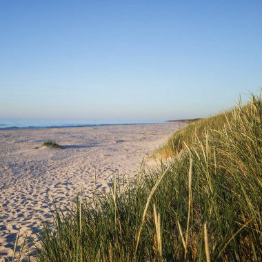 Banner showing a beautiful wide beach on the Baltic Sea. Grasses on the dune in the foreground. Copy space. Slajszewo, Choczewo, Poland clipart