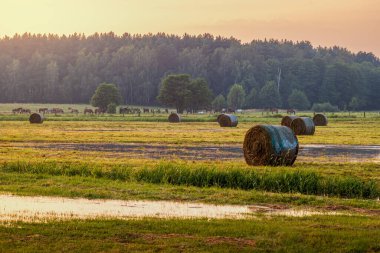 Fırtınadan hemen sonra güzel bir kırsal alan. Islak çayırlar. Uzakta saman balyaları ve atlar. Gün batımı