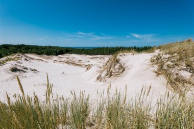 Baltık Denizi 'ndeki kum tepeleri. Ön planda çim var. Orman ve deniz uzakta. Lubiatowo, Polonya