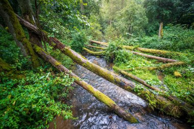 Bulutlu ve yağmurlu bir günde inanılmaz bir orman. Nehre düşen yosun kaplı ağaçlar. Czartowe Kutup Doğa Koruma Alanı. Roztocze, Jozefow, Polonya