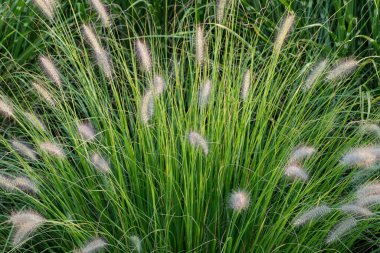 Çiçekli pennisetum alopecuroides. Küçük, narin, kabarık çiçekler ve arka planda yeşil çimen yaprakları. Doğanın güzelliği.