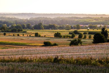 Beautiful landscape of fields and forests at golden hour. Single trees growing in the fields. The setting sun illuminating the meadows and fields. Forest in the distance. Susiec, Roztocze, Poland clipart