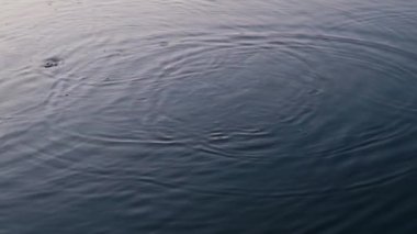 Yüzen balıklar yüzünden bozulmuş su. Suda yuvarlak şekiller