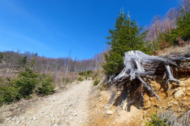 Kesik bir ağaç gövdesinde sarı iz var. Zywiec Beskids 'taki Wielka Racza Tepesi' ne kadar turist gezisi. Polonya