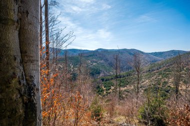 Beskid Zywiecki 'nin güzel dağ manzarası. Ön planda ağaç gövdesi var. Ağaçlardaki renkli yapraklar. Wielka Racza 'ya giden yolu izle