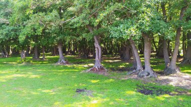 Parktaki yeşil ağaçlar