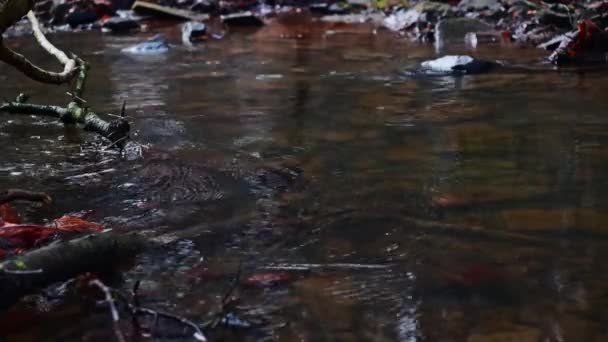 Rilassante Corso Acqua Piccolo Torrente Nella Foresta — Video Stock
