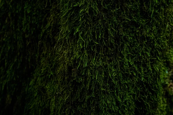 Wet Moss Tree — Stock Photo, Image