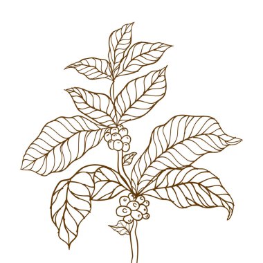 Kahve bitkisi. El yapımı kahve dalı. Kahve ağacı vektörü. Yapraklı dal. Kahve dalının vektör çizimi. Bitkinin dalı. Yapraklı kahve dalı. Kahve çekirdekleri ve yapraklar.