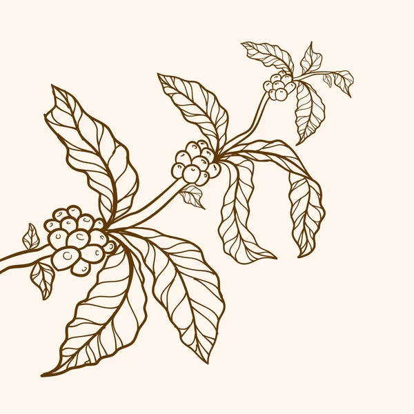 葉のある枝 ベクトル自然界の境界線 コーヒー植物 自然コーヒーの葉と豆 コーヒーの木のイラスト ヴィンテージコーヒー — ストックベクタ