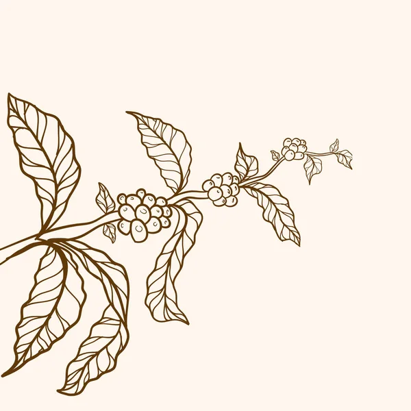 コーヒーの枝 葉のある枝 コーヒーの植物 自然コーヒーの葉と豆 コーヒーの木のイラスト コーヒーの枝 — ストックベクタ