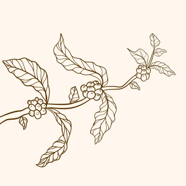 コーヒーの枝 葉のある枝 自然コーヒーの葉と豆 コーヒーの木のイラスト コーヒー植物 — ストックベクタ
