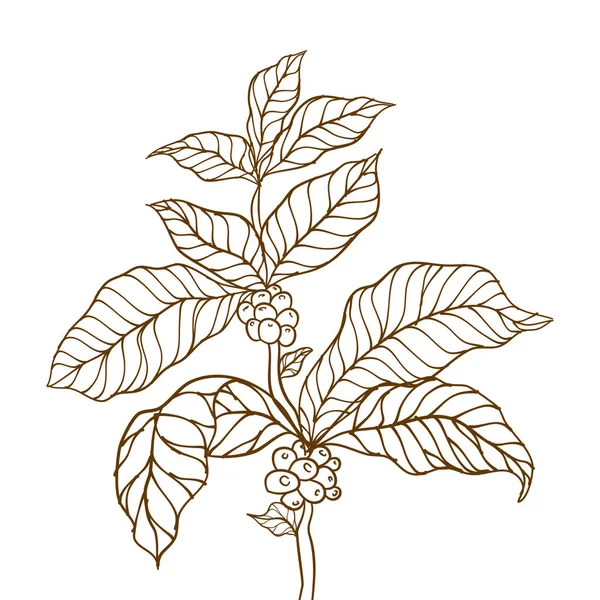 Coffee Plant Hand Drawn Coffee Branch Coffee Tree Vector Branch — Stock Vector