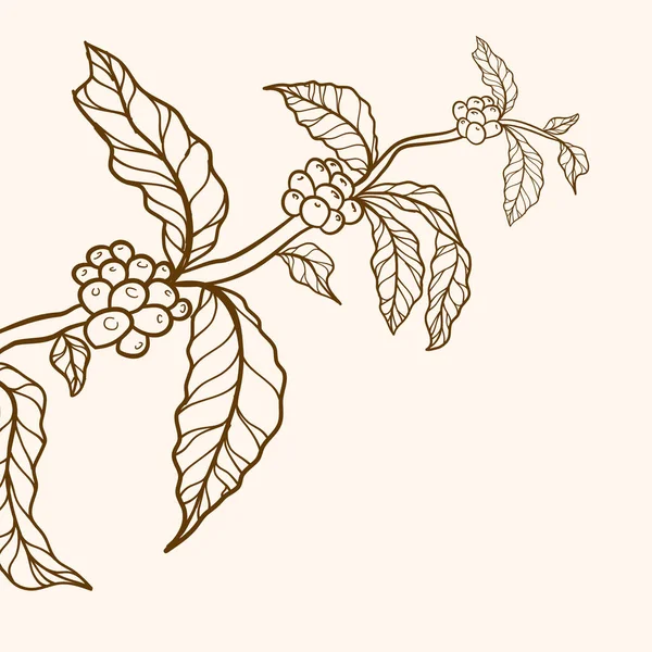 Ветвь Листьями Векторная Граница Природы Кофейное Растение Листья Бобы Зерно — стоковый вектор