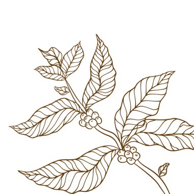 Yapraklı kahve dalı. El yapımı kahve dalı. Kahve çekirdekleri ve yapraklar. Ağaç çizimi. Kahve bitkisi. Kahve ağacı vektörü. Kahve dalının vektör illüstrasyonu.