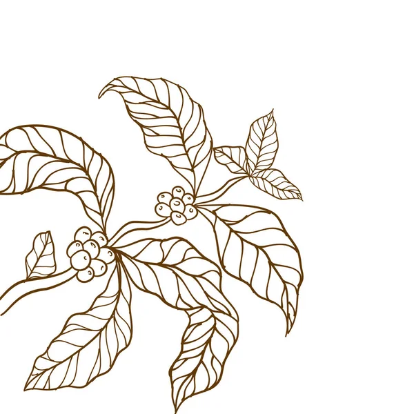 Kahve Bitkisi Kahve Çekirdekleri Yapraklar Ağaç Çizimi Kahve Ağacı Vektörü — Stok Vektör