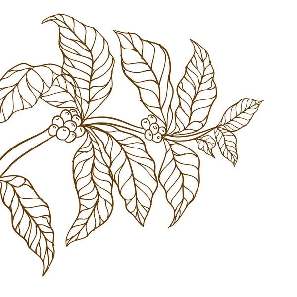 コーヒーの木のベクトル コーヒー支店のベクターイラスト 葉を持つコーヒー植物の枝 手描きコーヒー支店 コーヒー豆と葉 木のイラスト コーヒー工場だ 葉のある枝 — ストックベクタ
