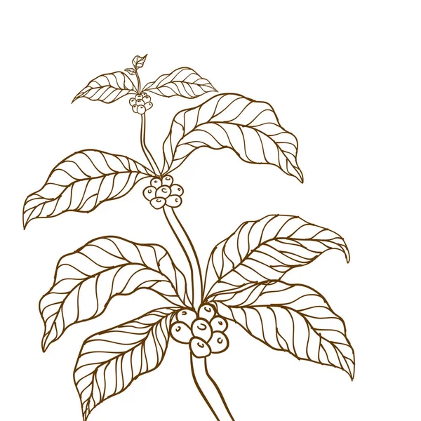 手描きコーヒー支店 葉を持つコーヒー植物の枝 コーヒー豆と葉 木のイラスト コーヒー工場だ コーヒーの木のベクトル コーヒー支店のベクトル図 — ストックベクタ