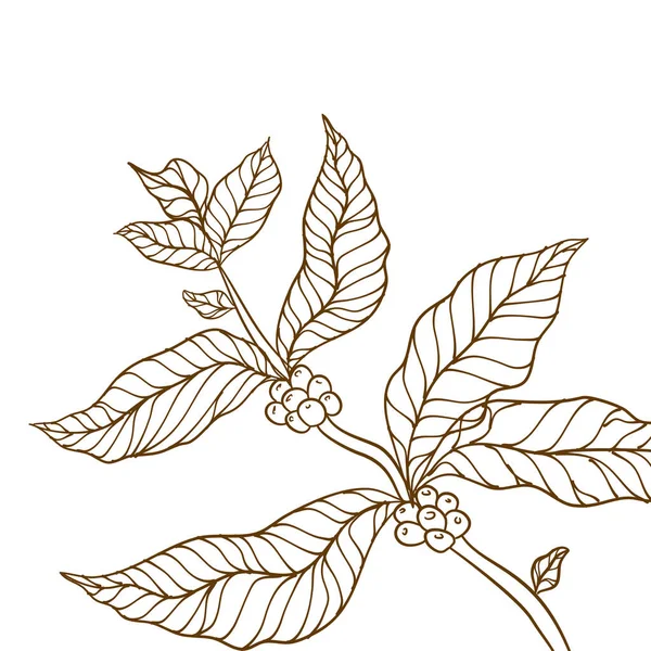 葉を持つコーヒー植物の枝 手描きコーヒー支店 コーヒー豆と葉 木のイラスト コーヒー工場だ コーヒーの木のベクトル コーヒー支店のベクトル図 — ストックベクタ