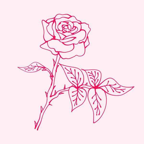 Rosas Desenhadas Mão Folha Eith Contorno Rosa Desenho Rosa Flor — Vetor de Stock
