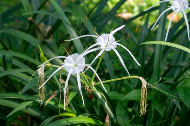 Botanik bahçesinde eşsiz taç yaprakları olan iki güzel beyaz çiçek.