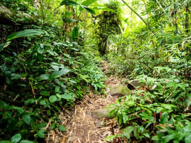 Uttaradit Eyaleti, Tayland - 24 Temmuz 2023: Tayland 'ın kuzeyindeki Phu Soi Dao Milli Parkı boyunca.