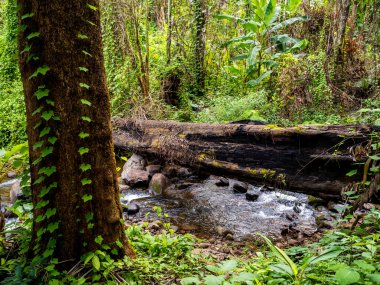 Uttaradit Eyaleti, Tayland - 24 Temmuz 2023: Tayland 'ın kuzeyindeki Phu Soi Dao Milli Parkı boyunca.