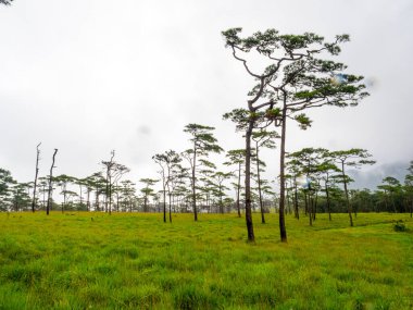 Uttaradit Eyaleti, Tayland - 24 Temmuz 2023: Çam Bahçesi, Tayland 'ın kuzeyinde Phu Soi Dao Ulusal Parkı' nda kamp alanı. 