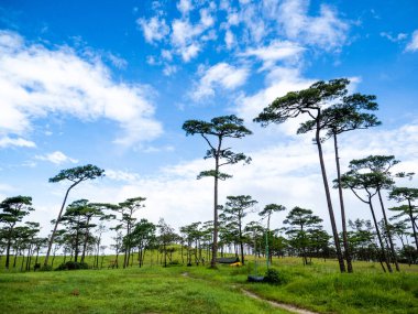 Uttaradit Eyaleti, Tayland - 24 Temmuz 2023: Phu Soi Dao Ulusal Parkı, Tayland 'ın kuzeyi.