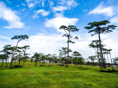 Uttaradit Eyaleti, Tayland - 24 Temmuz 2023: Phu Soi Dao Ulusal Parkı, Tayland 'ın kuzeyi.