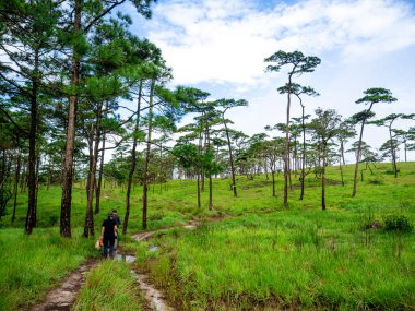 Uttaradit Eyaleti, Tayland - 24 Temmuz 2023: Phu Soi Dao Ulusal Parkı, Tayland 'ın kuzeyi.