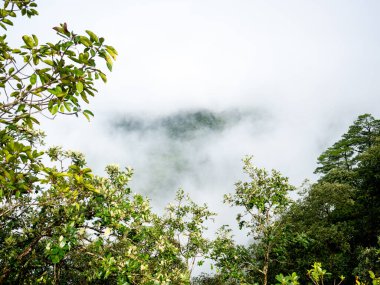 Uttaradit Eyaleti, Tayland - 24 Temmuz 2023: Phu Soi Dao Ulusal Parkı, Tayland 'ın kuzeyi.