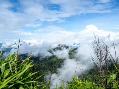 Uttaradit Eyaleti, Tayland - 24 Temmuz 2023: Phu Soi Dao Ulusal Parkı, Tayland 'ın kuzeyi.