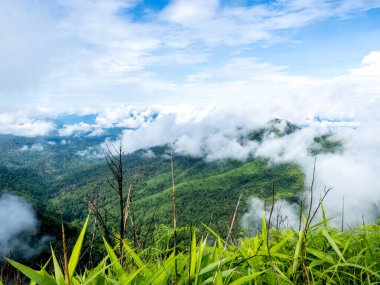 Uttaradit Eyaleti, Tayland - 24 Temmuz 2023: Phu Soi Dao Ulusal Parkı, Tayland 'ın kuzeyi.