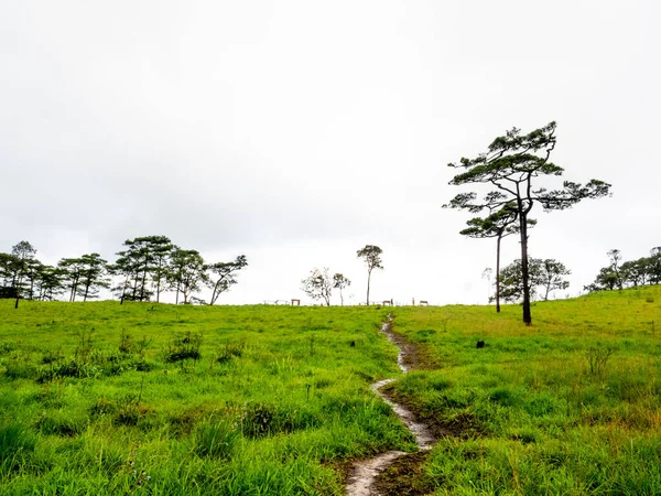Uttaradit Eyaleti Tayland Temmuz 2023 Çam Bahçesi Tayland Kuzeyinde Phu — Stok fotoğraf