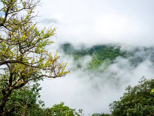 Uttaradit Eyaleti Tayland Temmuz 2023 Phu Soi Dao Ulusal Parkı — Stok fotoğraf