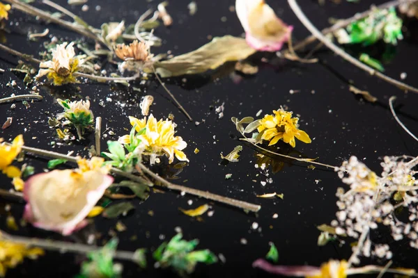 stock image dry flowers on black background