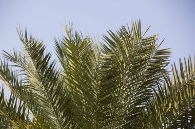 palm tree close-up against the sky