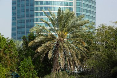 Gökyüzüne yakın bir palmiye ağacı