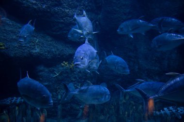 Doğal ortamdaki egzotik deniz yaşamı