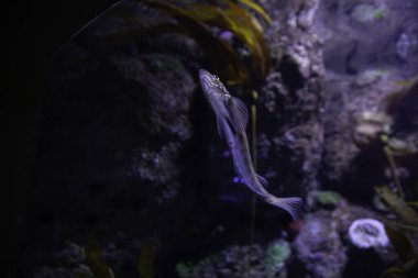 Doğal ortamdaki egzotik deniz yaşamı