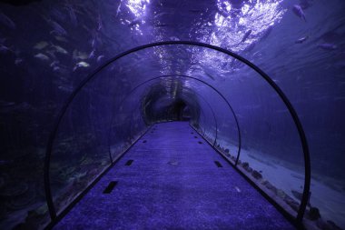 Abu Dabi 'deki boş okyanus tüneli.