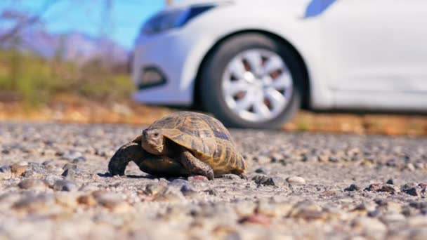 Small Adorable Turtle Crossing Road Itself Blurred White Car Background — Stock Video