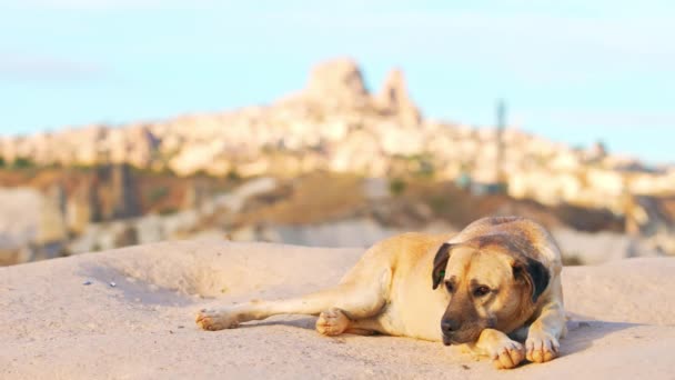 可爱的狗躺在岩石上 在阳光下悠闲自在 背景是卡帕多西亚斯的岩石景观 高质量的4K镜头 — 图库视频影像