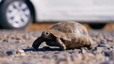 Yoldan geçen kaplumbağa, yakın görüş. Yüksek kalite 4k görüntü