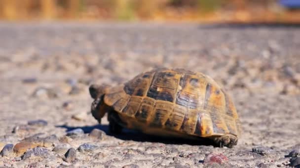Schildkröte Bewegt Sich Auf Dem Steinigen Weg Nahaufnahme Hochwertiges Filmmaterial — Stockvideo