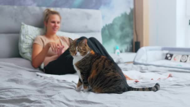 Pisică Tabby Interesată Stând Pat Uitându Nou Membru Familiei Adorabil — Videoclip de stoc