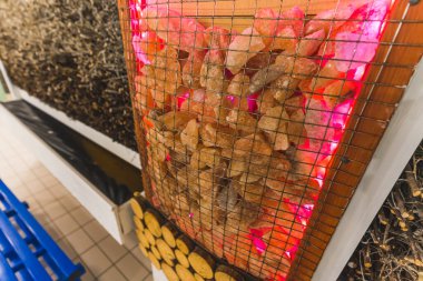 SPA kompleksindeki salamura mezuniyet kulesindeki sıcak taşların yakın perspektifi. Alternatif tıp ve sağlık faydaları. Yüksek kalite fotoğraf