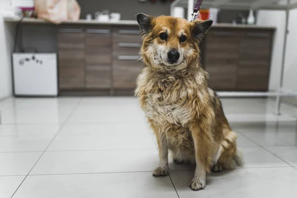 A dog at a veterinary clinic. High quality photo